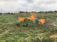 В Усть-Джегутинском районе были проведены работы по уничтожению очагов произрастания дикорастущих наркосодержащих растений и амброзии